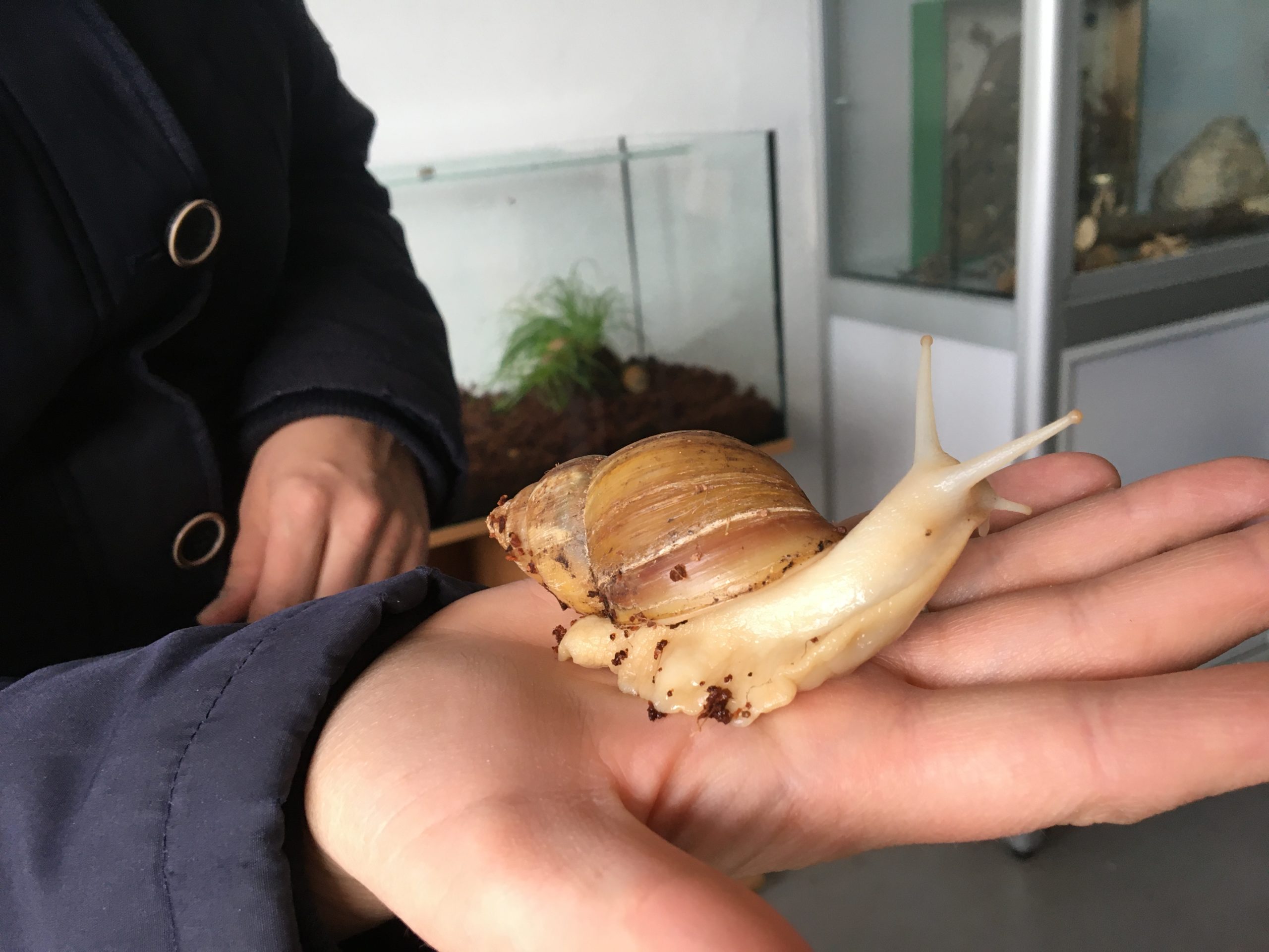 Schnecken_Biologie