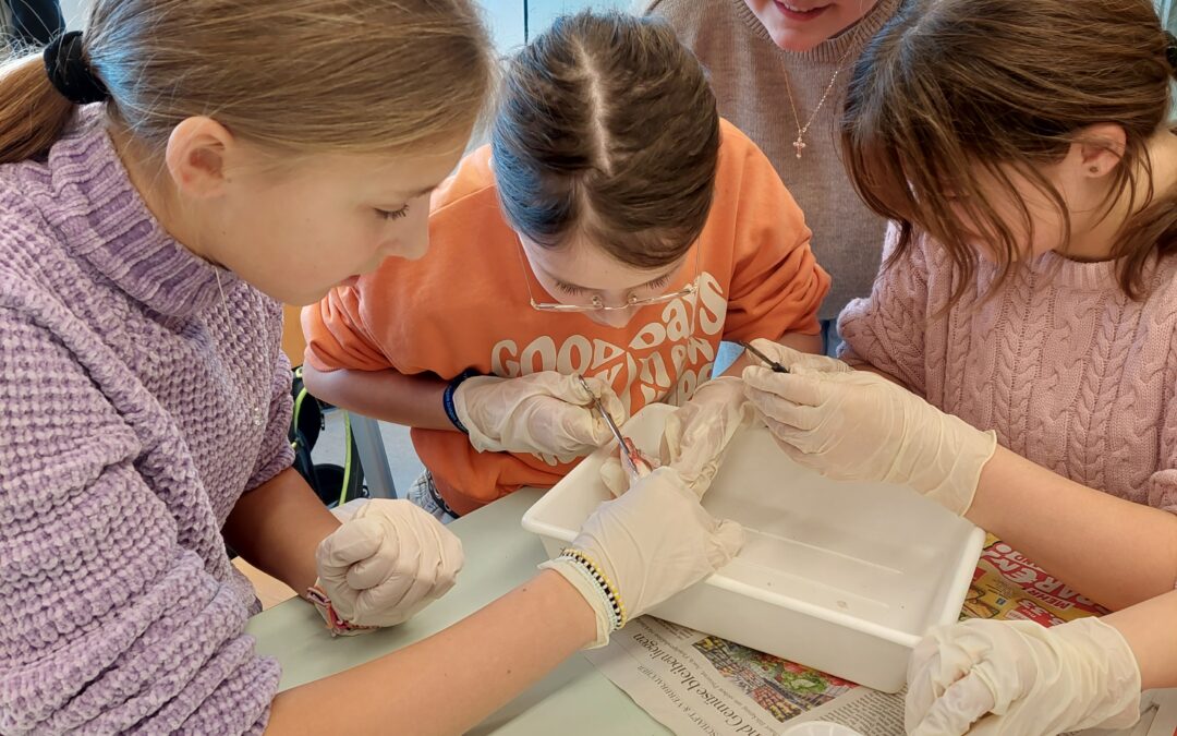 Biologieunterricht mit allen Sinnen: Sechstklässlerinnen und Sechstklässler sezieren und forschen